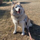 犬のレプトスピラ感染症とは？症状や治療方法、予防方法も解説