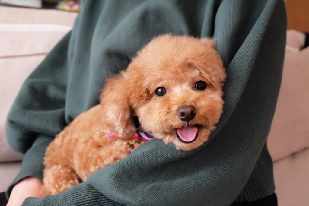 抱っこが嬉しい犬_03
