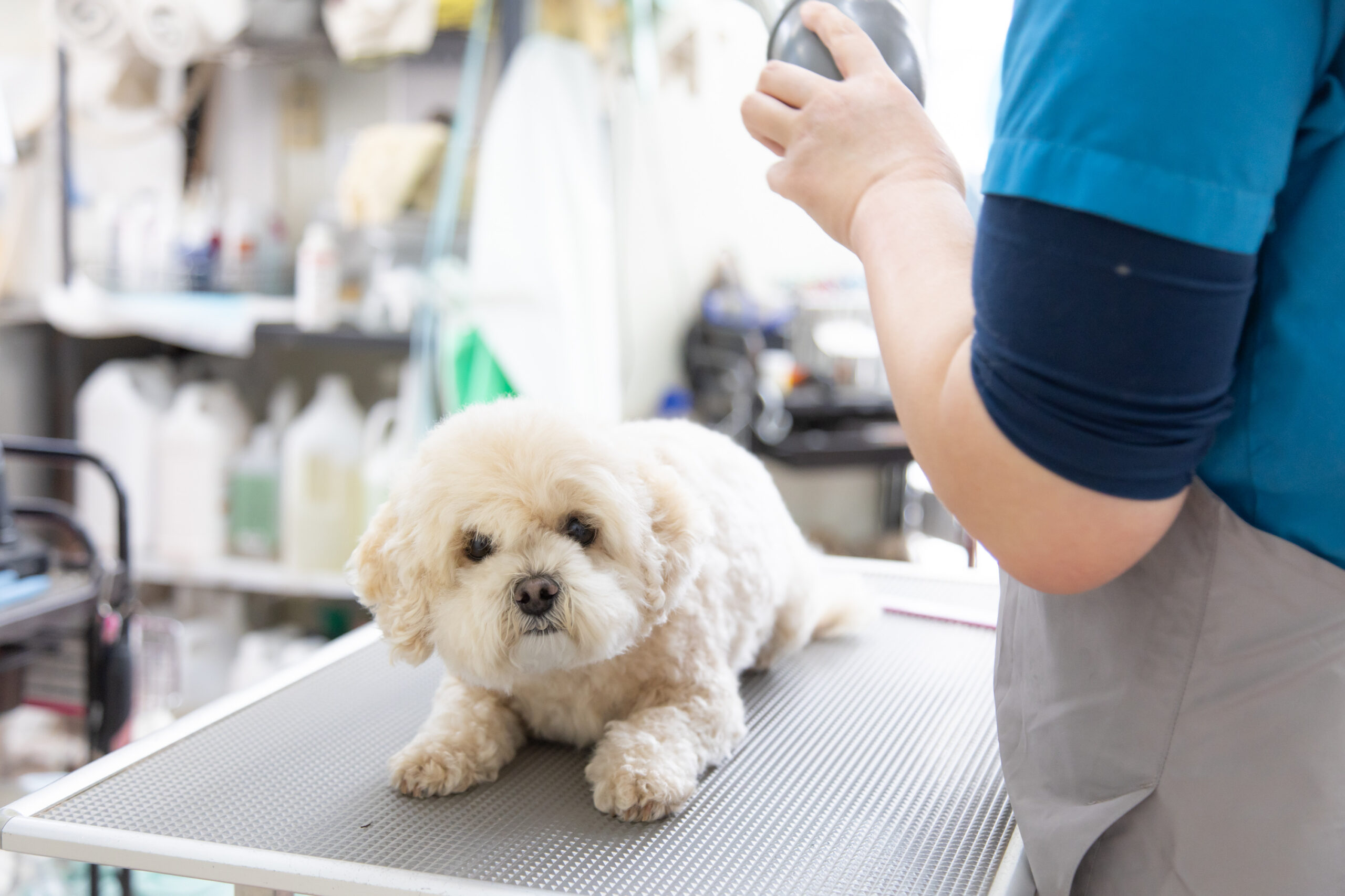 大野犬猫病院photo