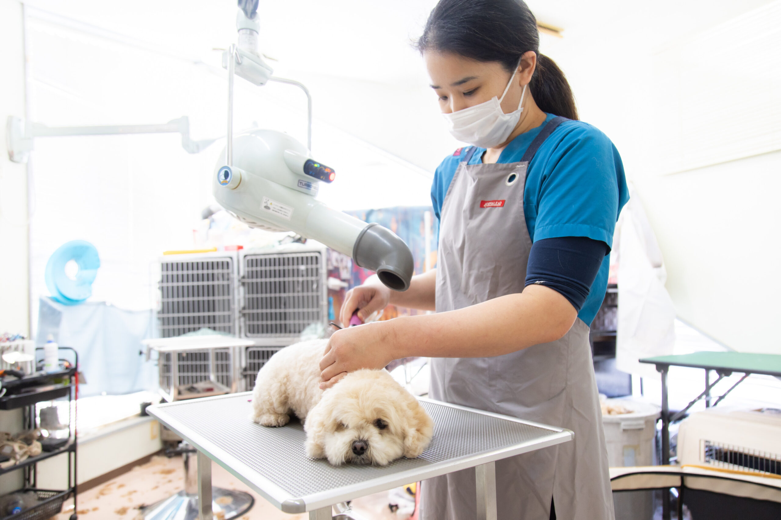大野犬猫病院photo