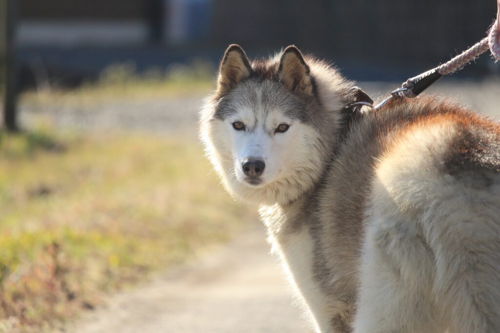 ハスキー犬