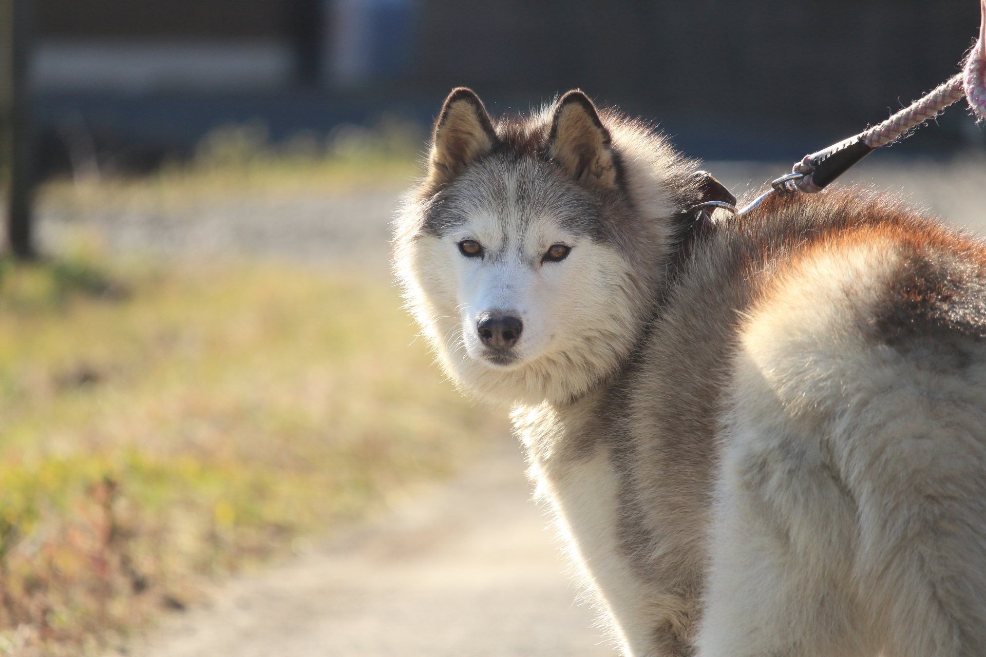ハスキー犬