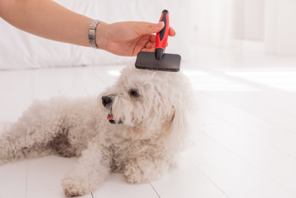 犬のブラッシングをする左手