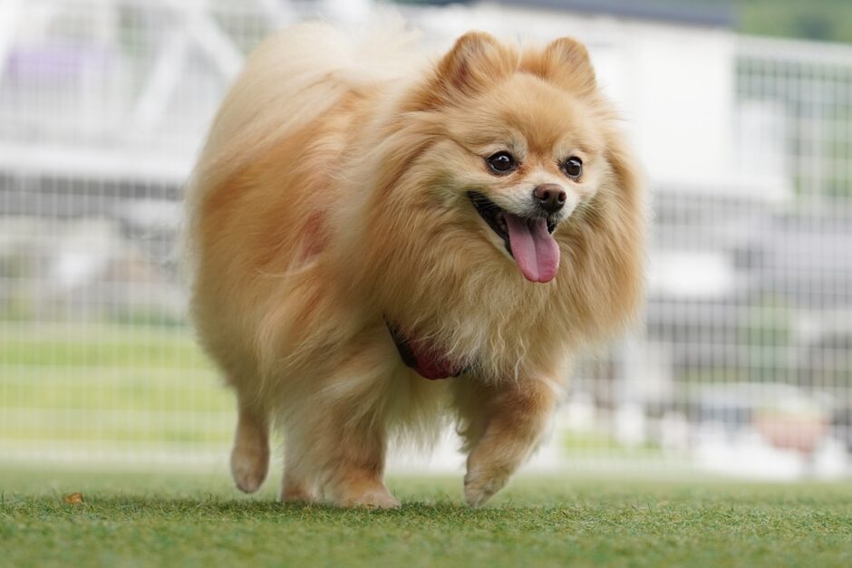 犬の威嚇はしつけ教室で解決できる？威嚇する際の特徴や原因、対処法を解説