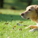 犬の骨肉腫｜原因や症状、診断方法、治療法を徹底解説！