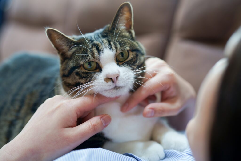 猫