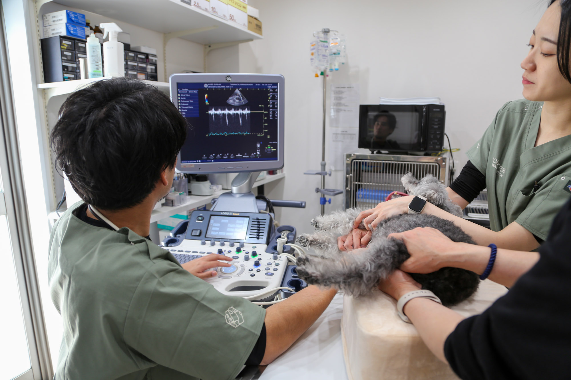 神戸ぐり動物病院