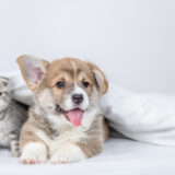 動物病院はどう選ぶ？外科治療と統合医療で愛犬・愛猫の健康を支える考え方