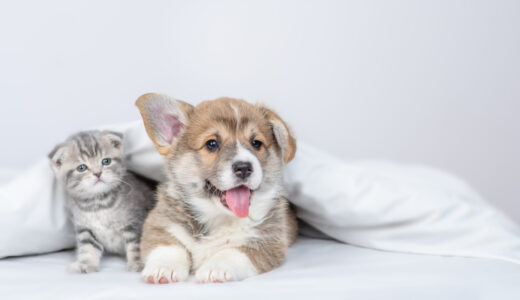 動物病院はどう選ぶ？外科治療と統合医療で愛犬・愛猫の健康を支える考え方