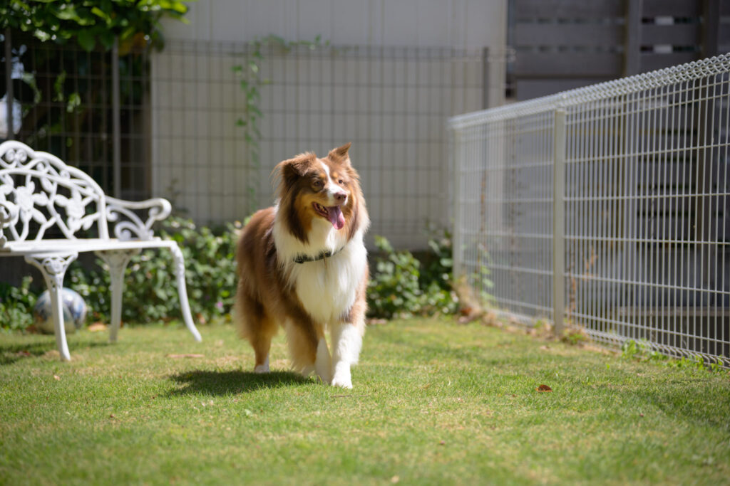 ベルジェ動物病院
