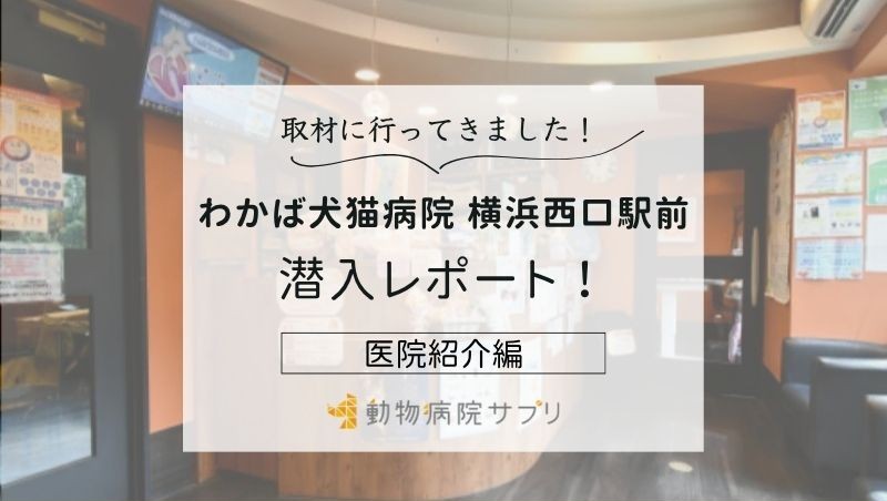 わかば犬猫病院　横浜西口駅前photo