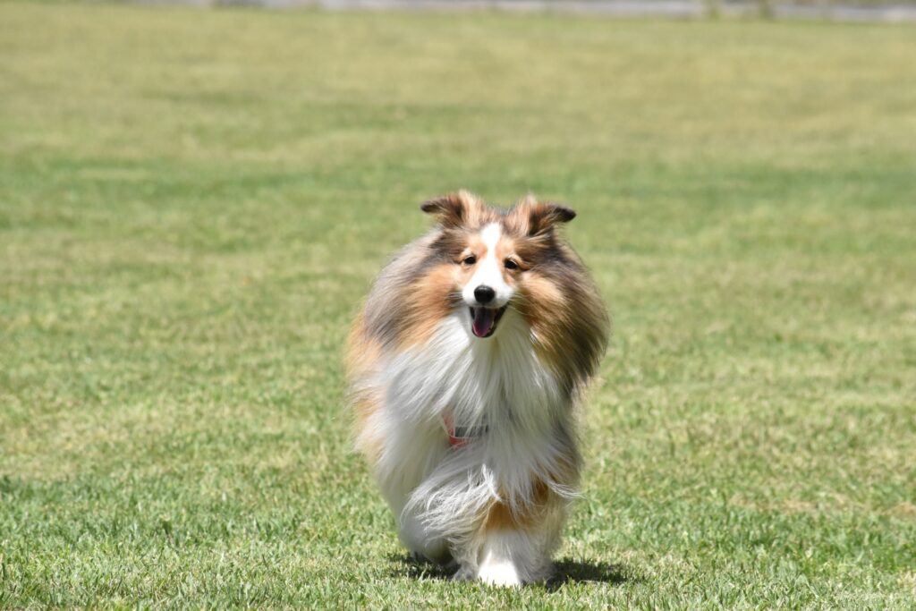 走る犬　シェルティ