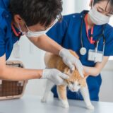 猫のLGLリンパ腫とは？症状や検査、治療の流れ、受診目安を詳しく解説