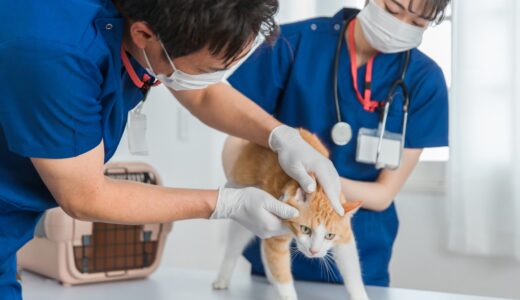 猫のLGLリンパ腫とは？症状や検査、治療の流れ、受診目安を詳しく解説