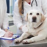 動物病院でのフィラリア検査の必要性｜検査時期や方法、予防前に確認すべきポイントを解説