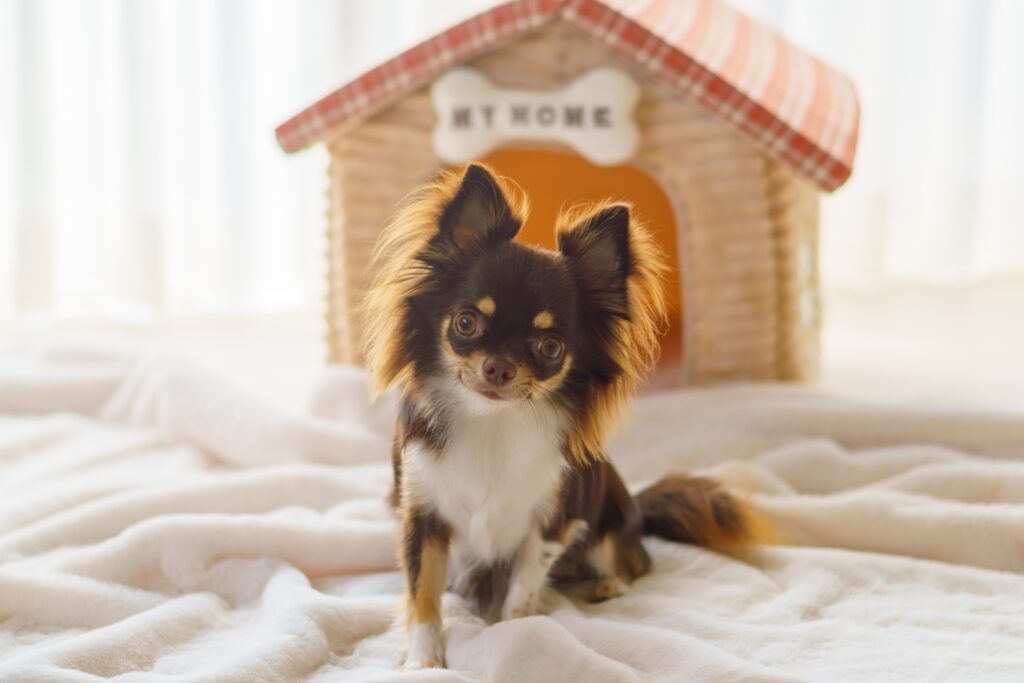 犬が留守番中にトラブルを起こす理由