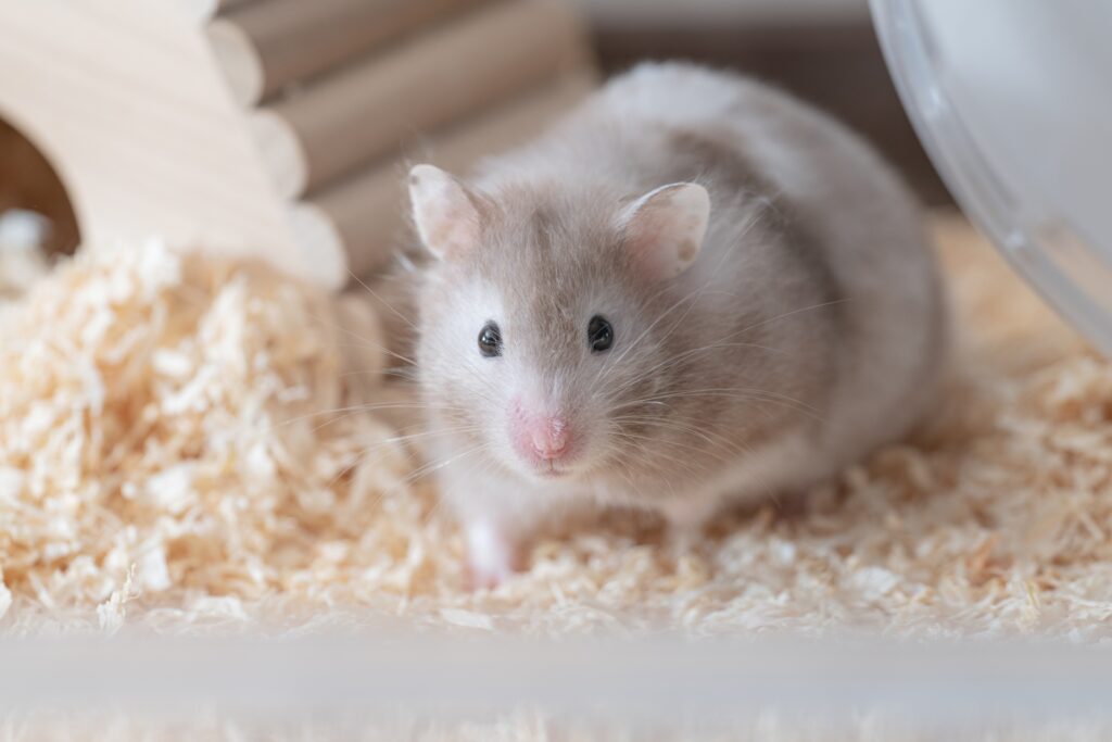 動物病院の預かりサービスはハムスターに対応している？