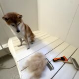 犬の抜け毛対策を徹底解説！原因や正しいケア方法、注意したいサインとは