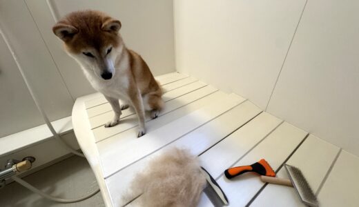 犬の抜け毛対策を徹底解説！原因や正しいケア方法、注意したいサインとは