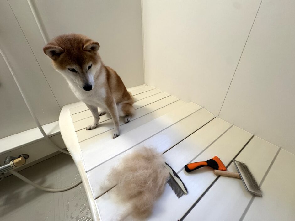 犬の抜け毛対策を徹底解説！原因や正しいケア方法、注意したいサインとは