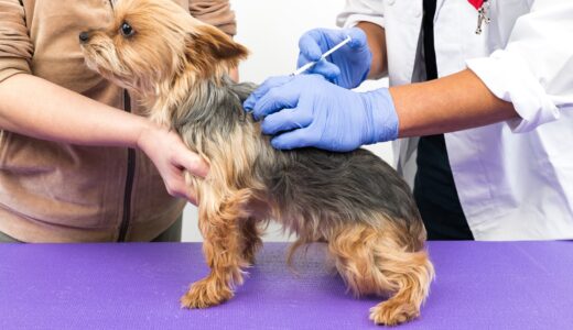 トリミング前の予防接種は必須？未接種のリスクや施術に際しての注意点も解説