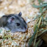 ハムスターは動物病院の預かりサービスを利用できる？必要な準備や注意点を解説