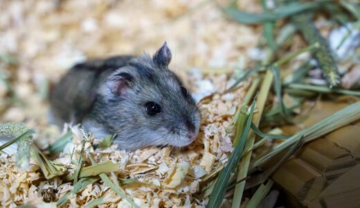 ハムスターは動物病院の預かりサービスを利用できる？必要な準備や注意点を解説