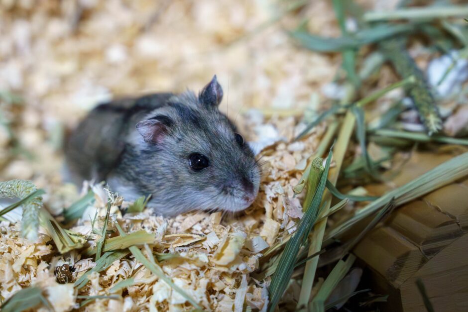 ハムスターは動物病院の預かりサービスを利用できる？必要な準備や注意点を解説