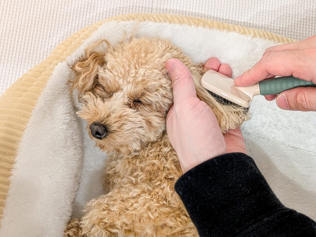 犬の抜け毛対策のための基本ケアと工夫