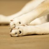 犬の爪が折れたらどうする？応急処置や受診の目安、原因と予防を解説