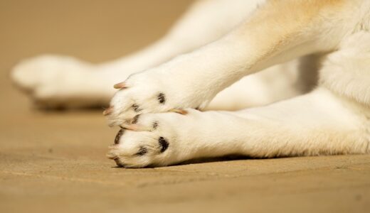 犬の爪が折れたらどうする？応急処置や受診の目安、原因と予防を解説