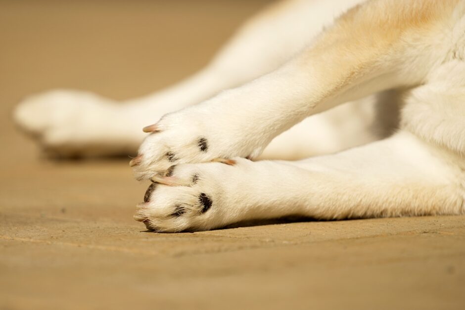 犬の爪が折れたらどうする？応急処置や受診の目安、原因と予防を解説