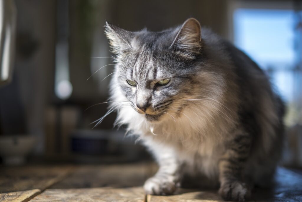 猫のLGLリンパ腫とは