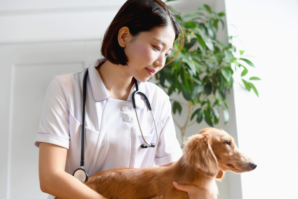 犬（動物・ペット）の診療をする女性の獣医