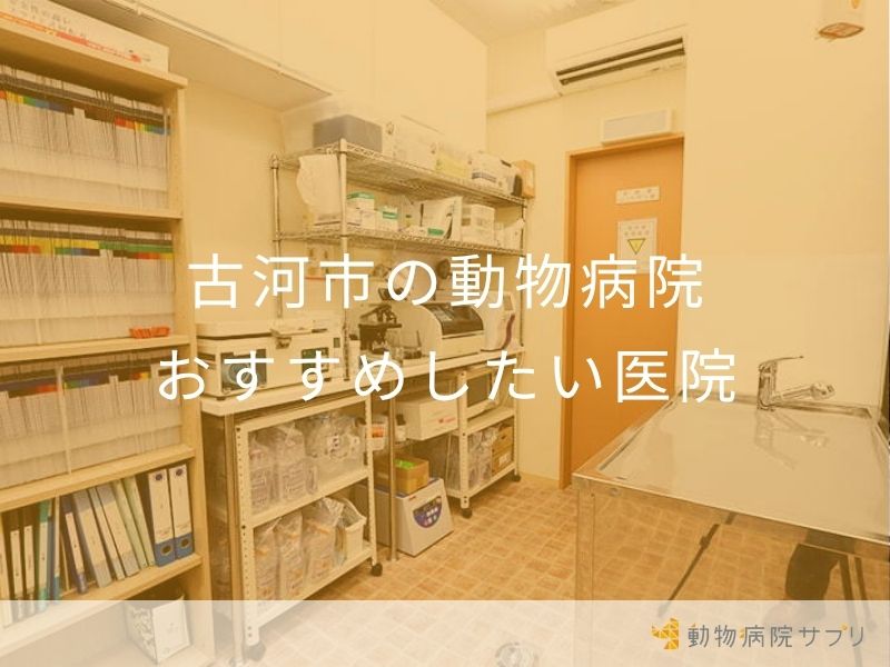 古河市の動物病院おすすめしたい医院
