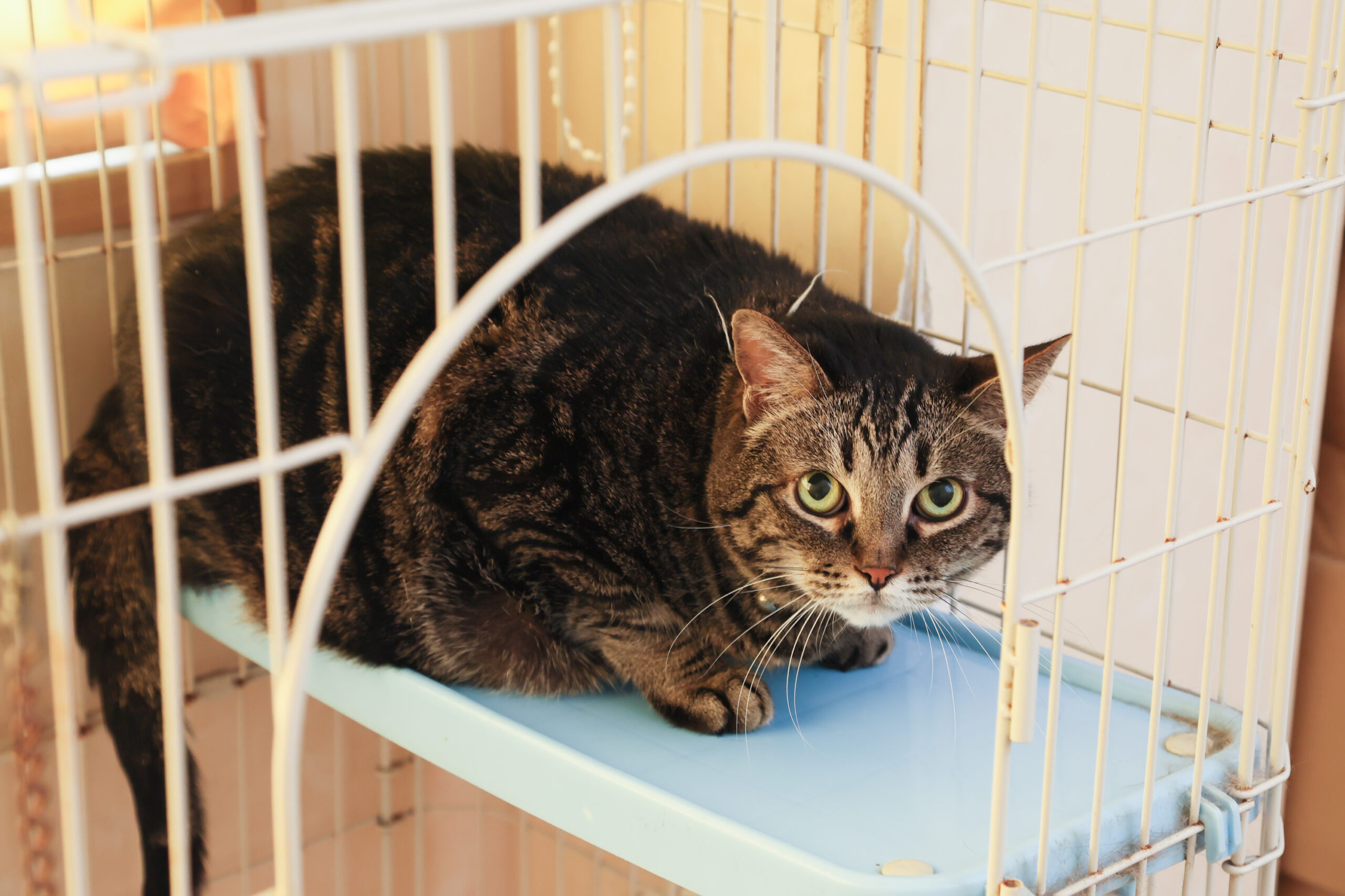 姫路動物病院photo
