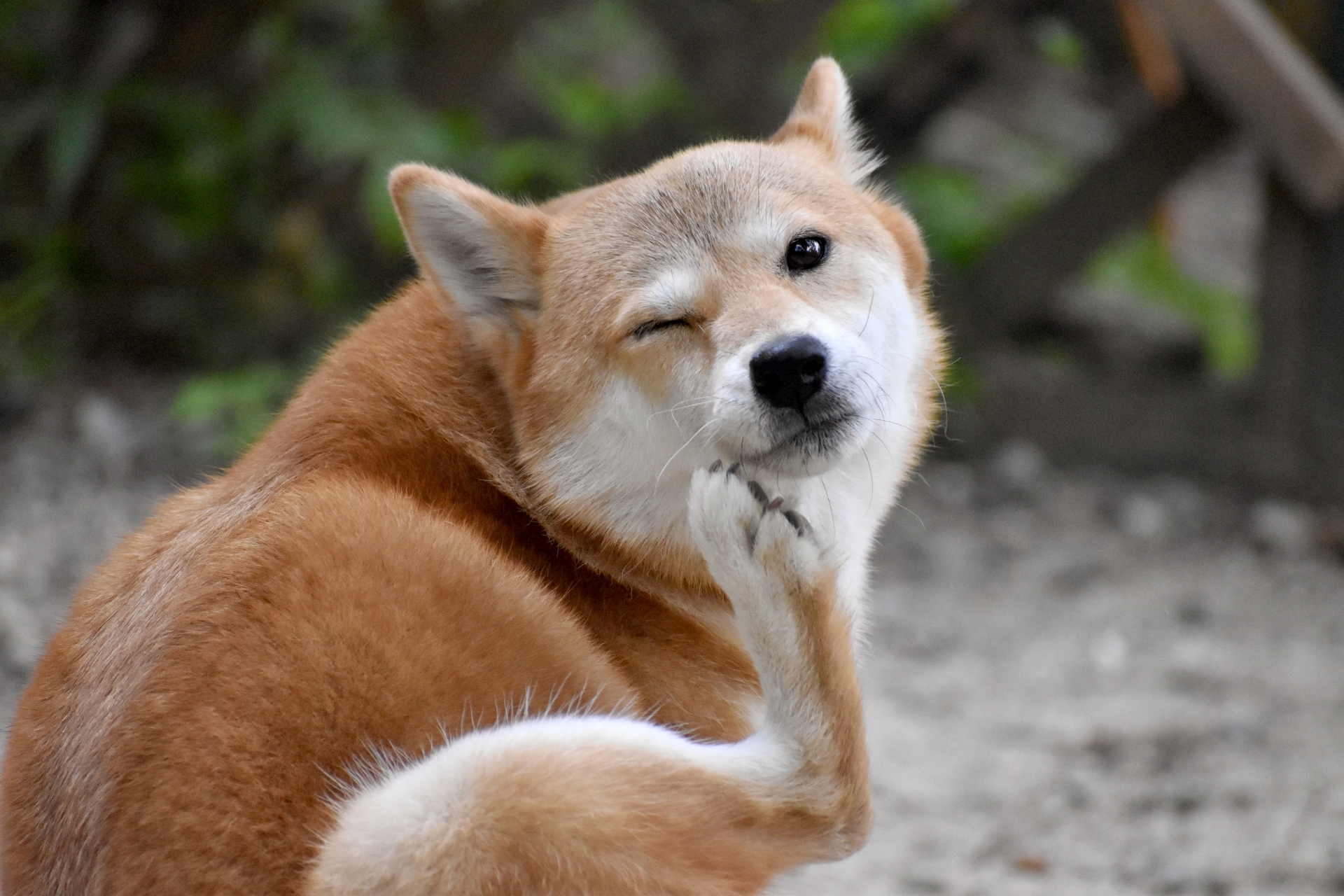 柴犬・掻く