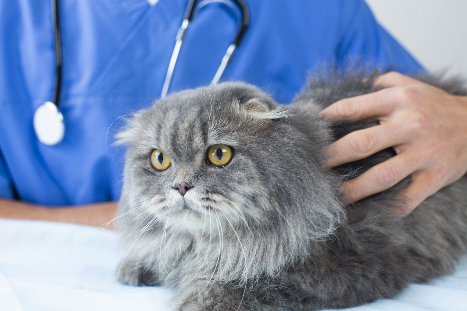 猫を触る獣医の手元