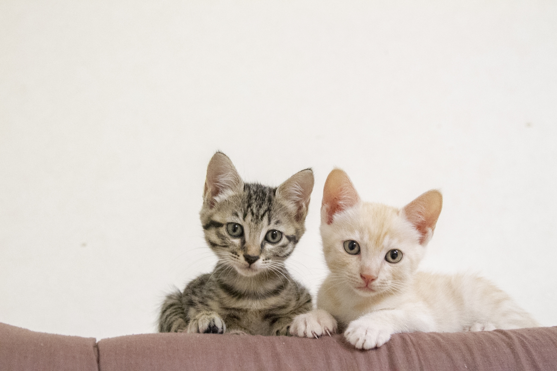子猫