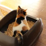 猫が血便をする原因は？治療や予防法、動物病院受診の目安も解説