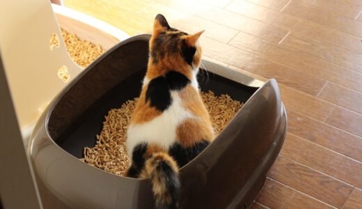 猫が血便をする原因は？治療や予防法、動物病院受診の目安も解説