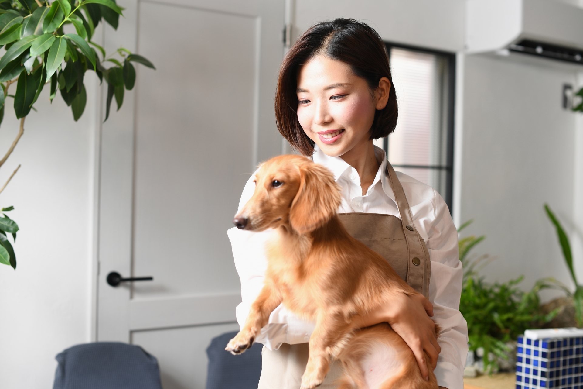 犬（ペット）を抱っこするトリマーの女性