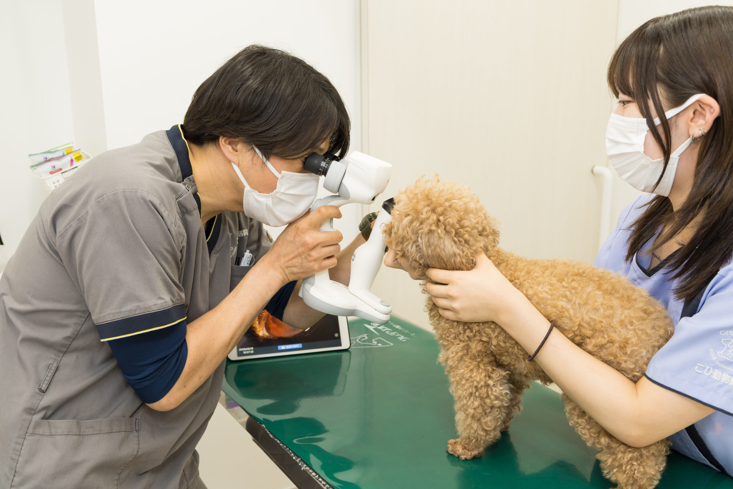 こひ動物病院photo