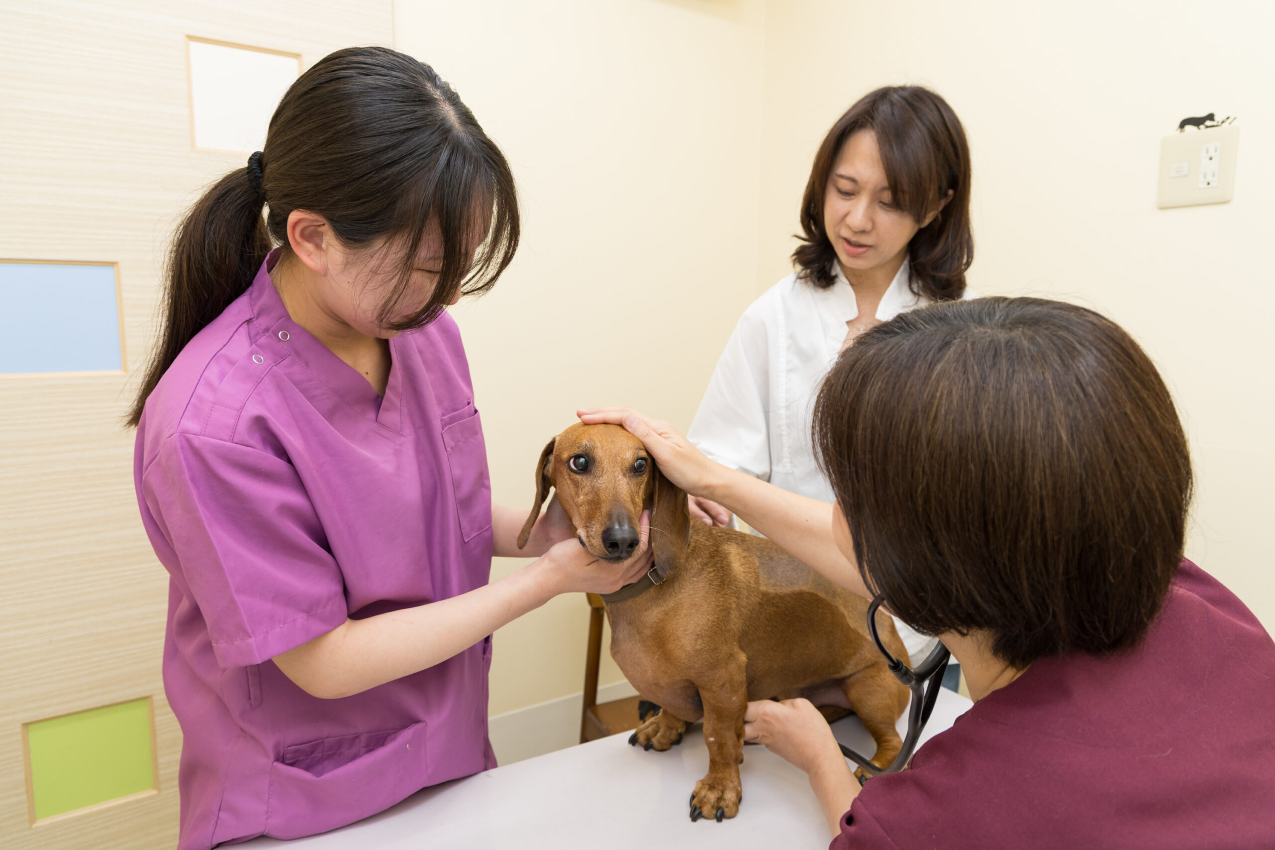 なないろ動物病院photo