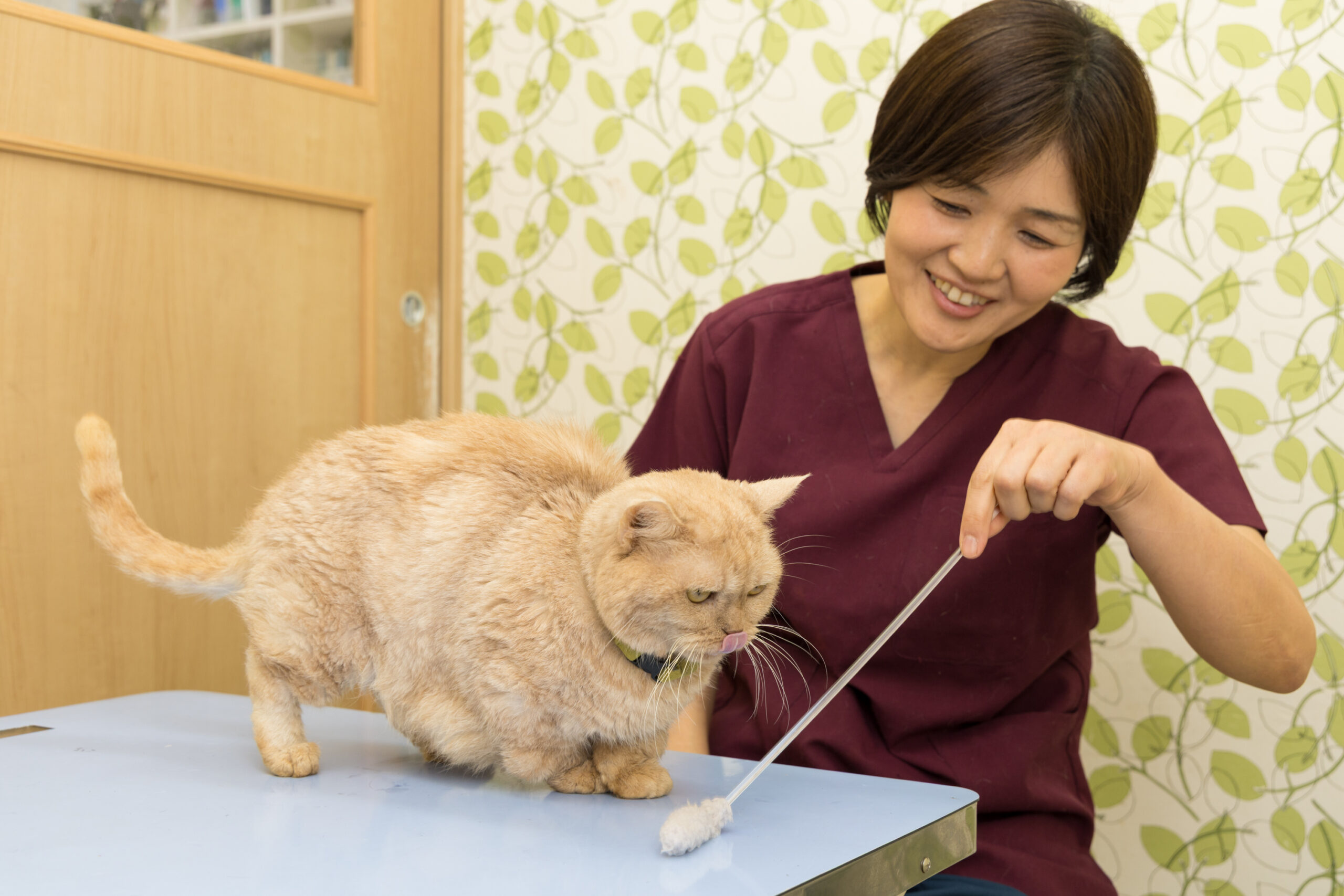なないろ動物病院photo