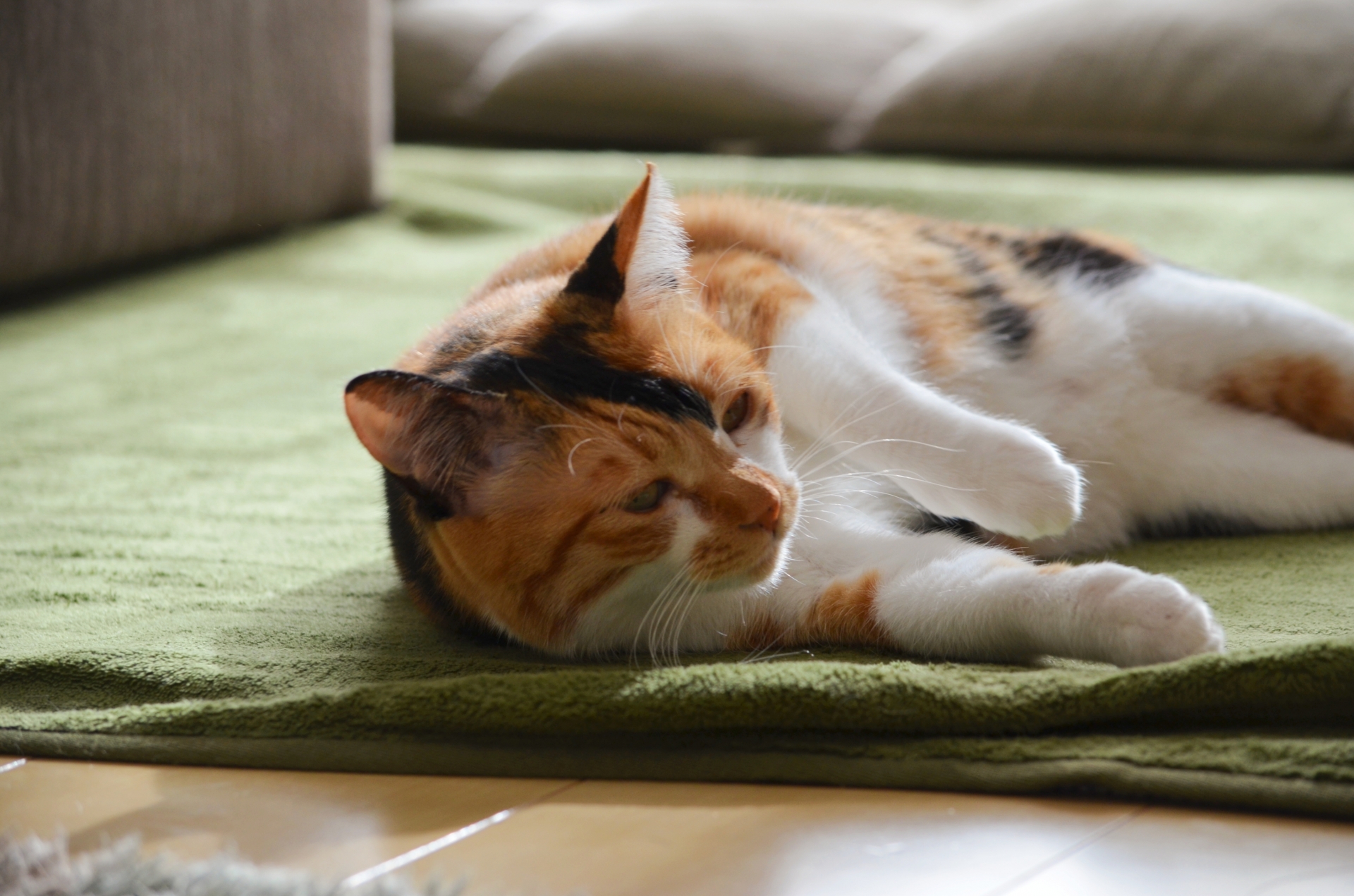 三毛猫
