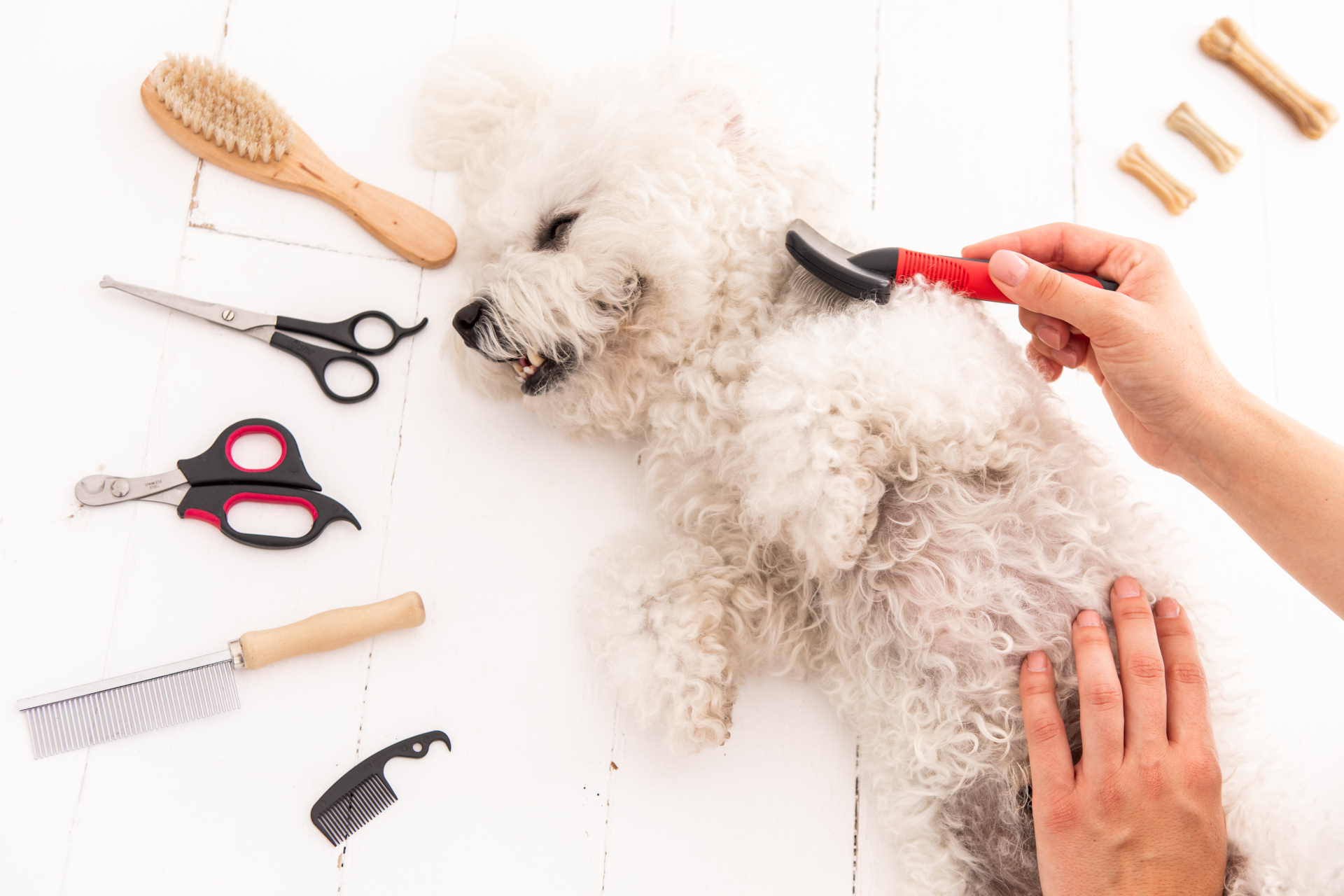 トリミング用品とブラッシングされる犬