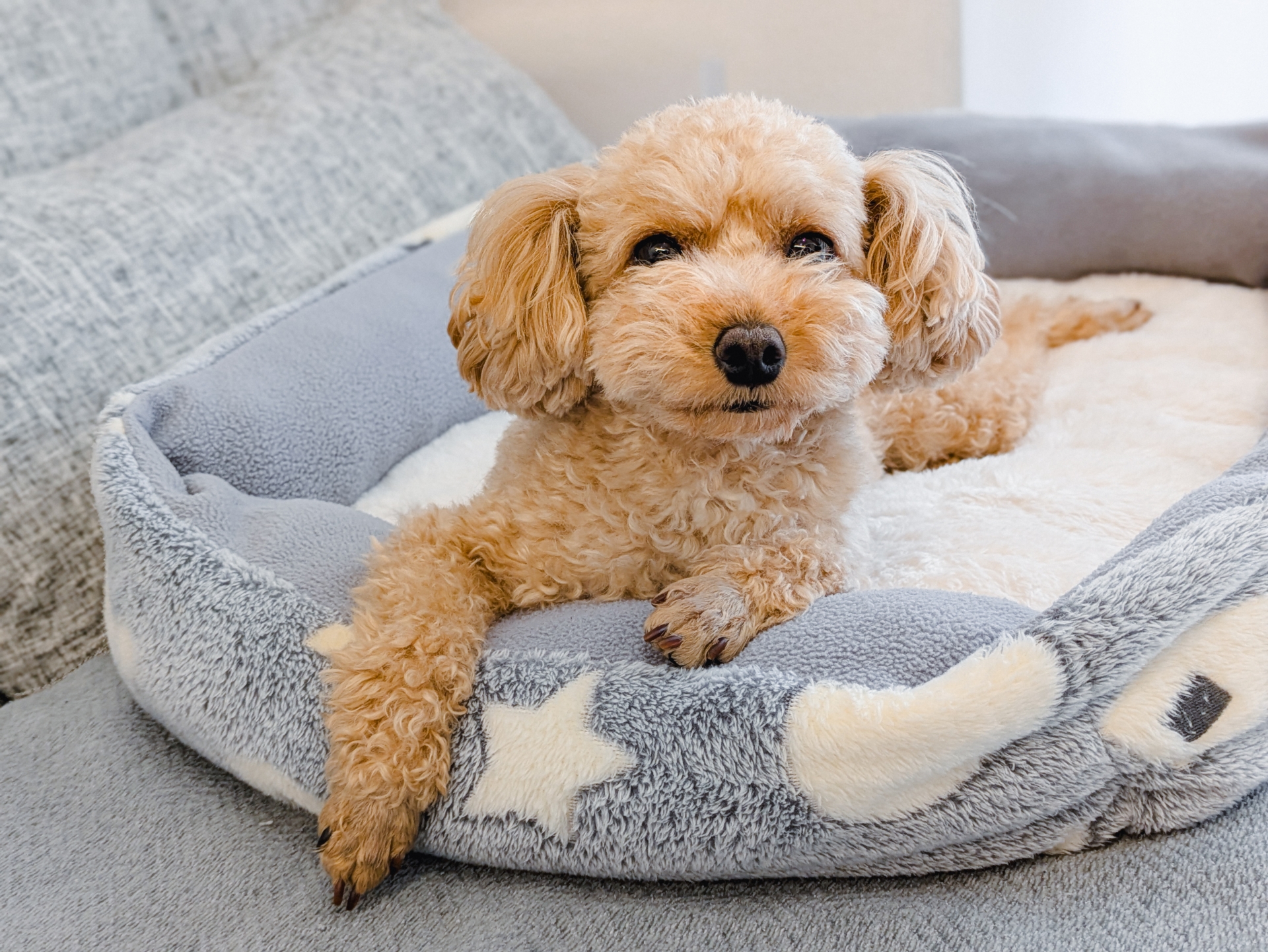 犬用ベッドでリラックスするトイプードル