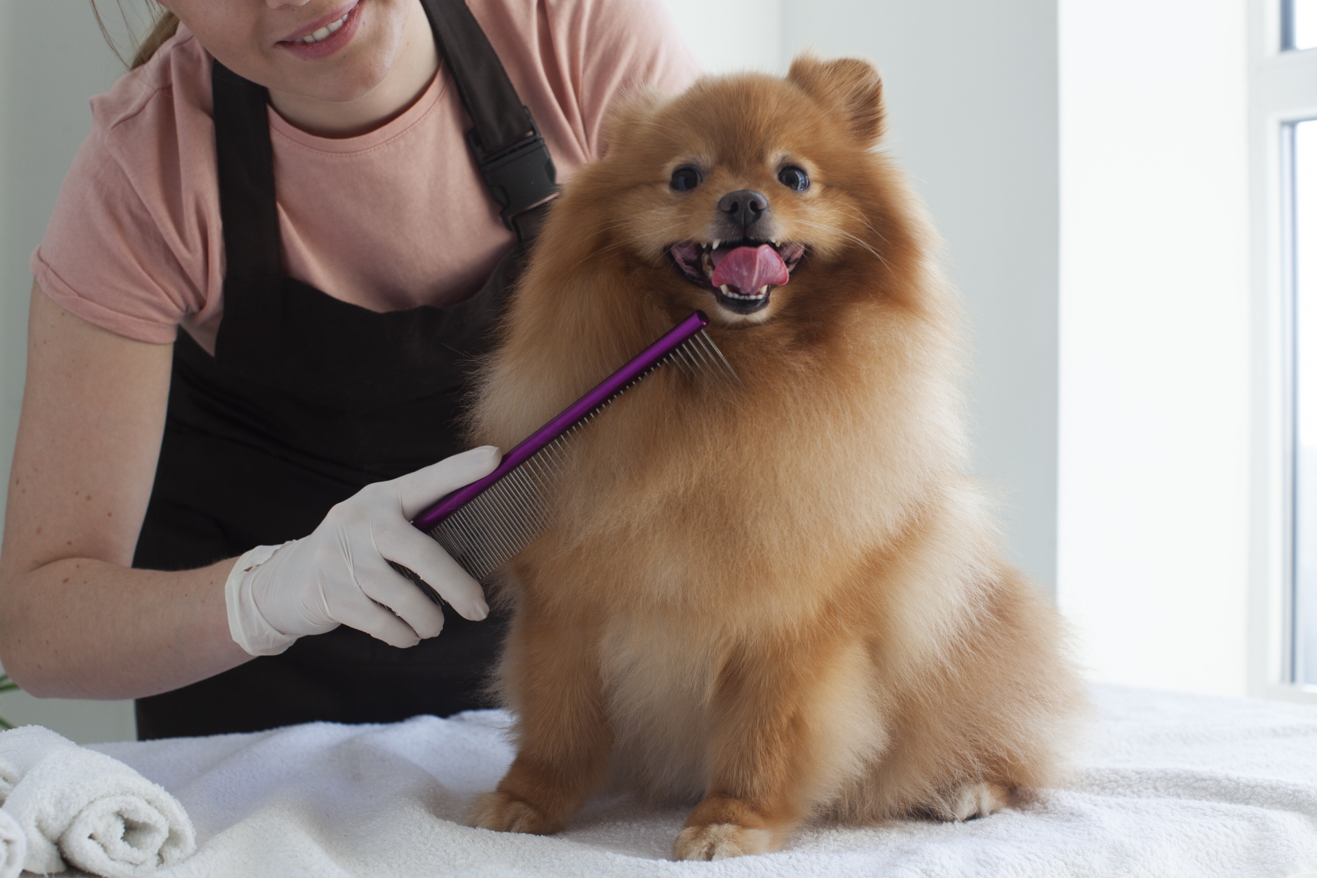 カメラ目線で座る犬