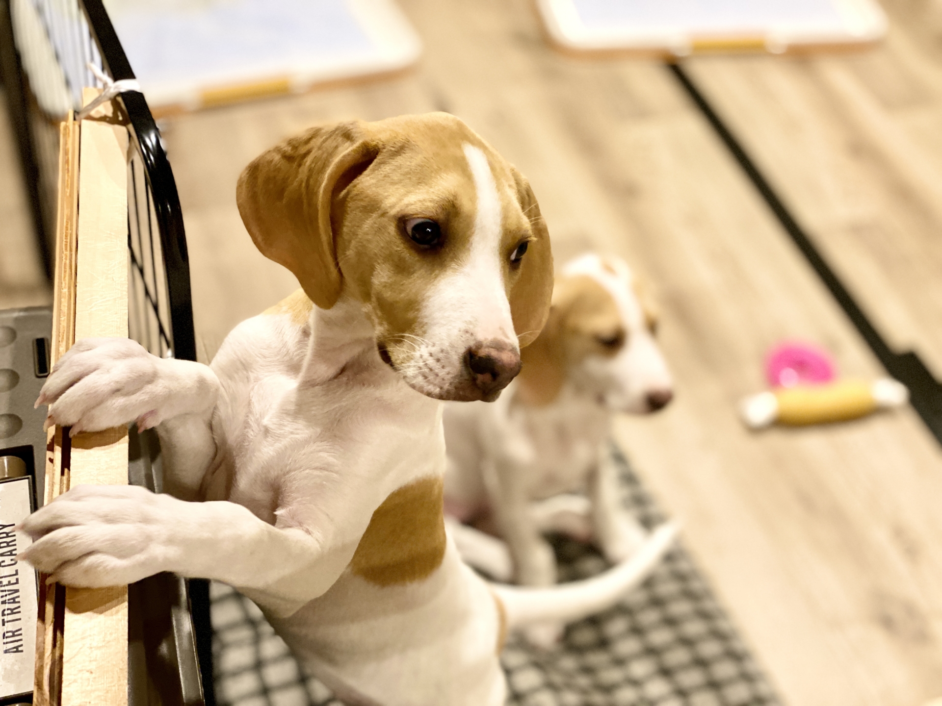 ケージに前足をかけて横を向く犬